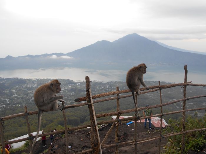 Małpy również zdobyły Wulkan Batur