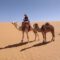 Przez Saharę na wielbłądzie
