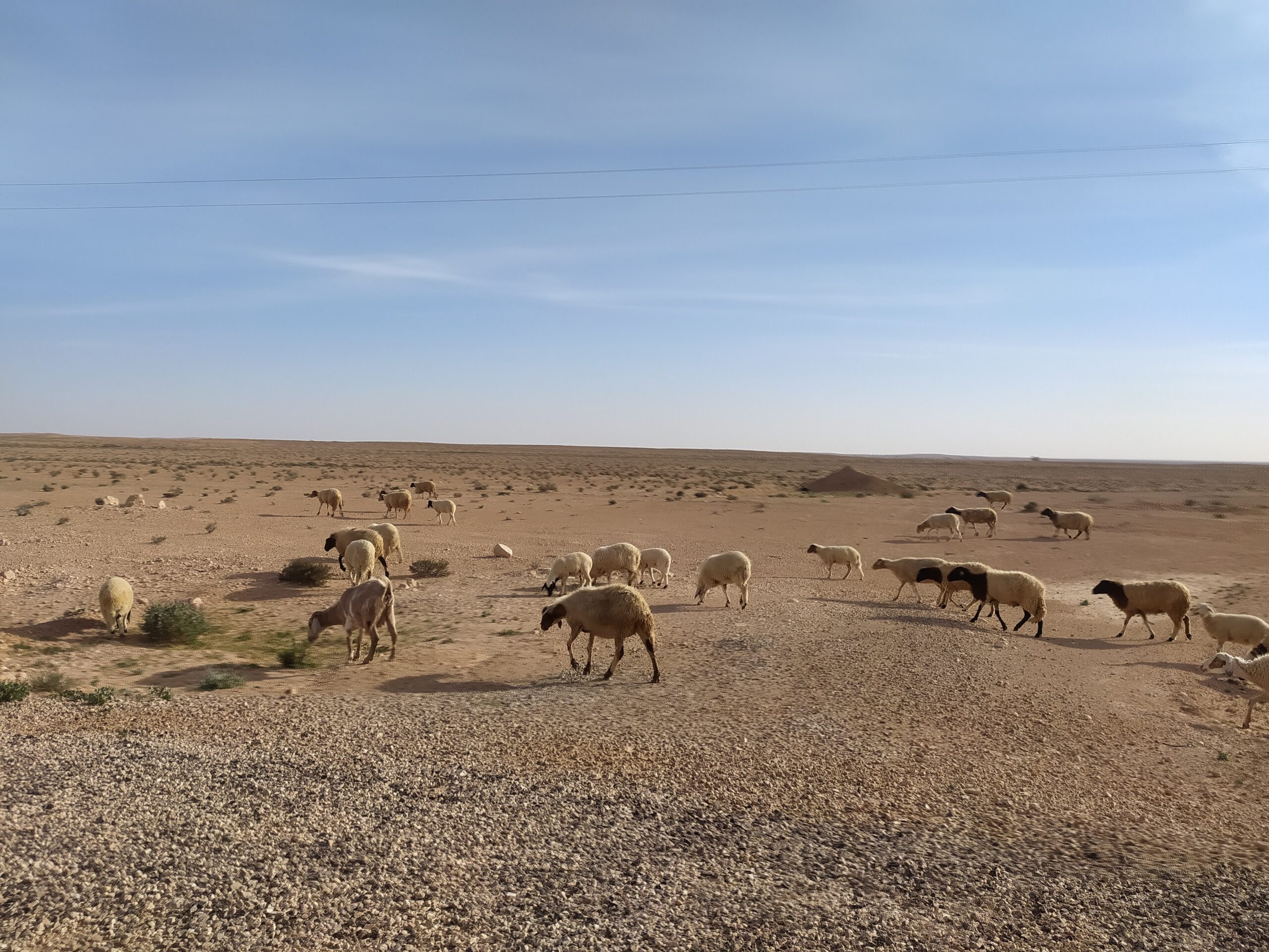 Wypas owiec na Saharze