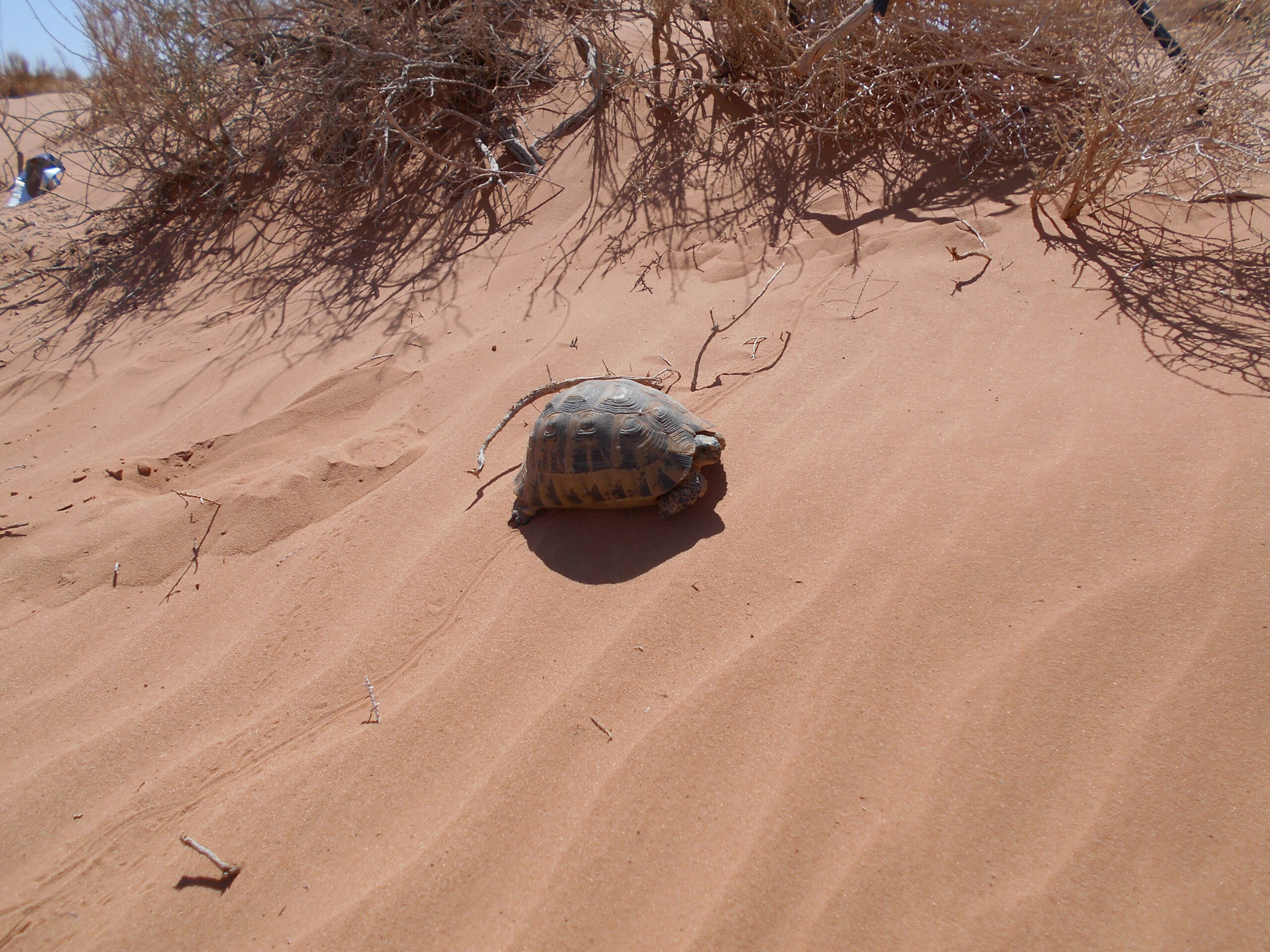 Żółw pustynny na Saharze
