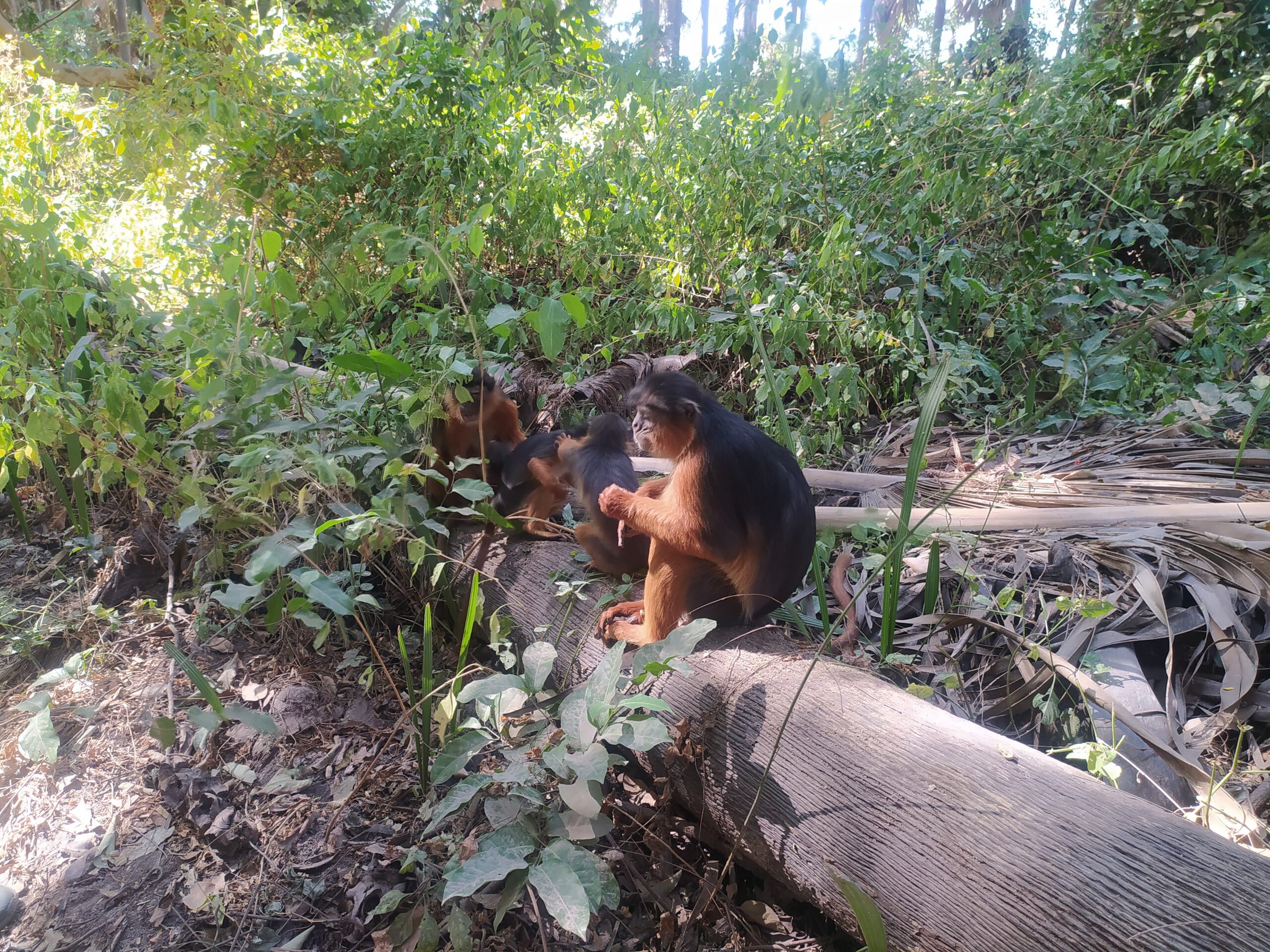 W Bijilo Monkey Park małpy są wszędzie