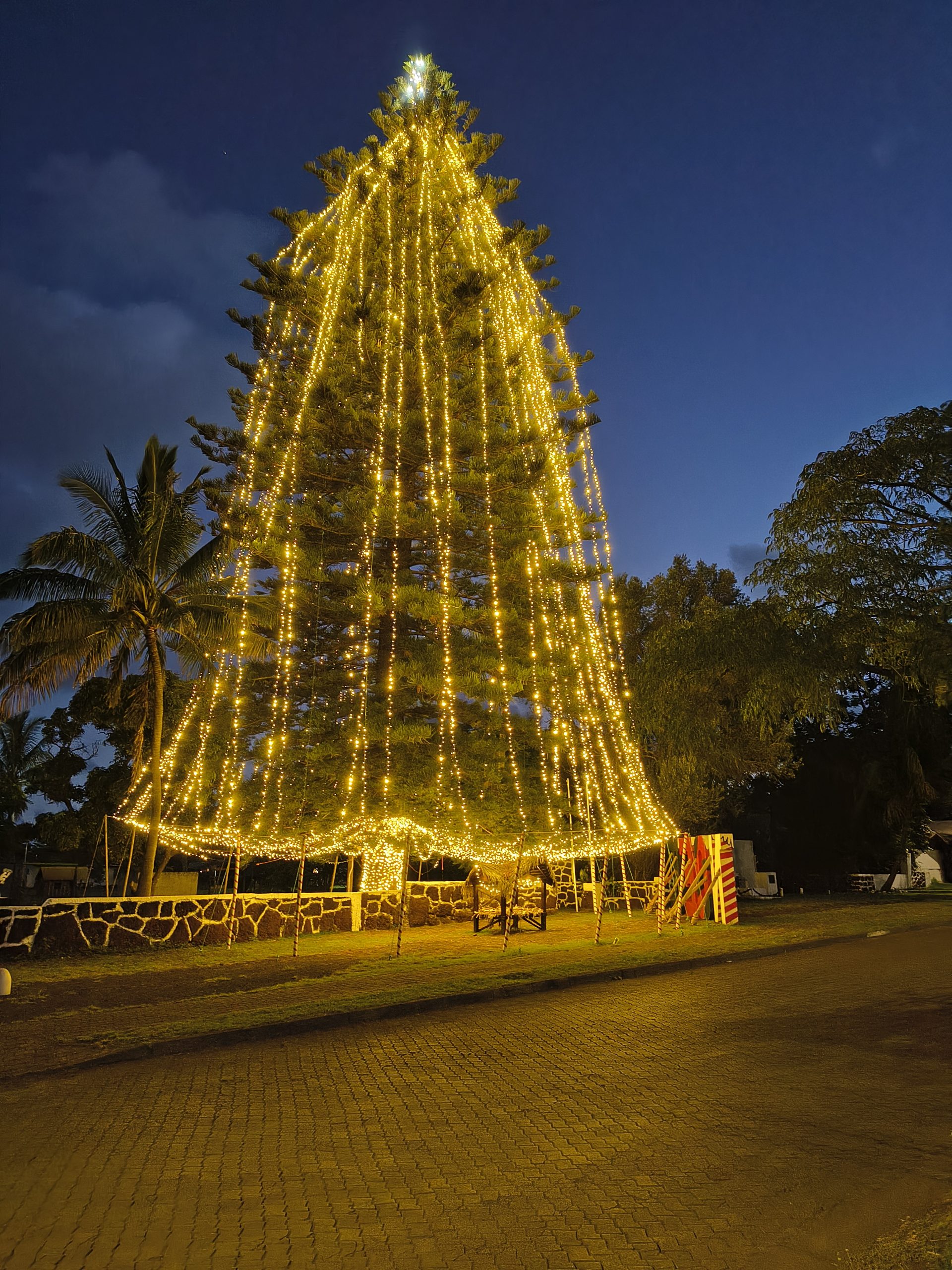 Żywa choinka na Wyspie Wielkanocnej
