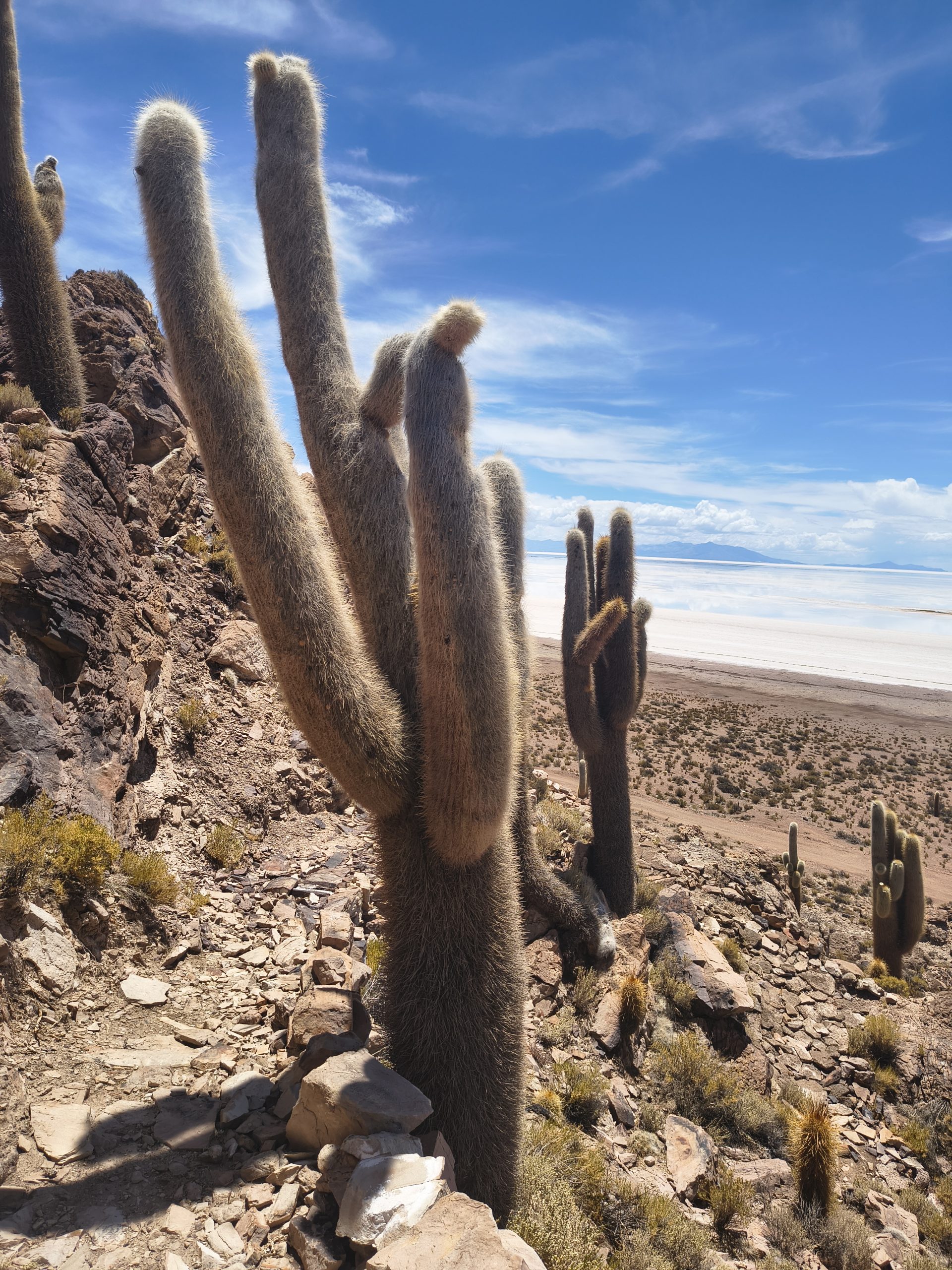 Jak jest Pustynia to muszą być i kaktusy!