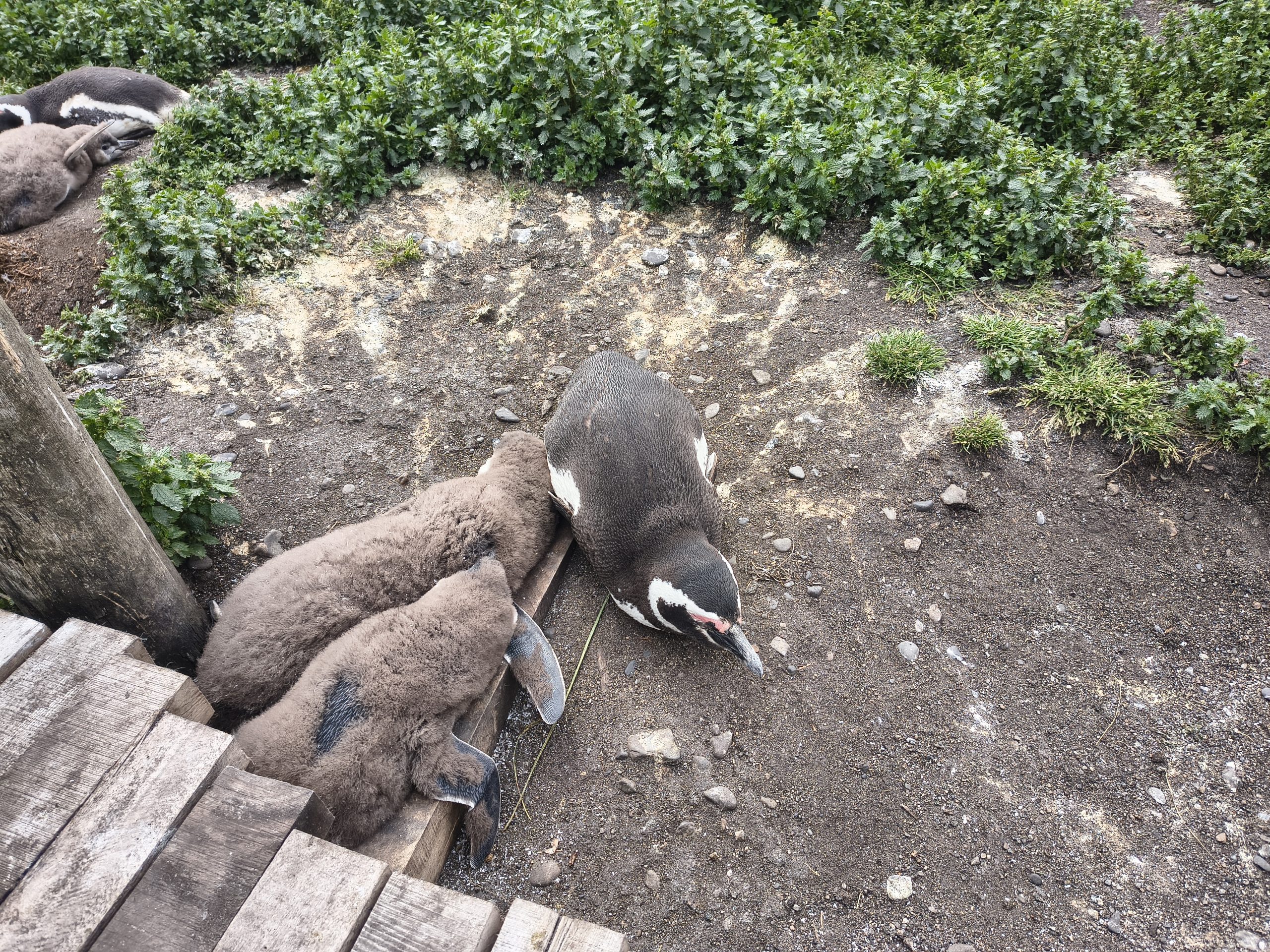Młode pingwiny na początku stycznia są już całkiem duże