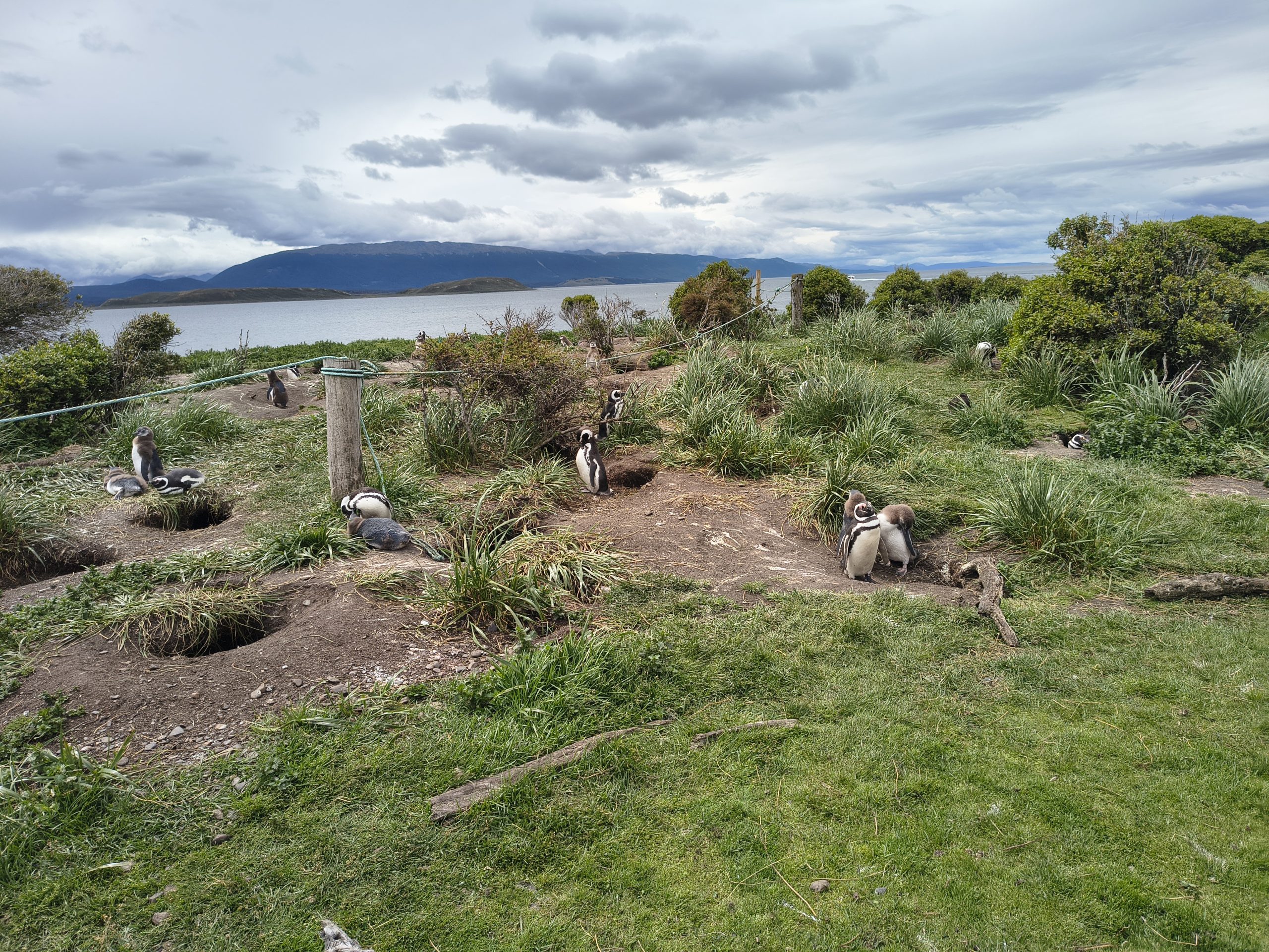 Tutaj dorastają małe pingwiny